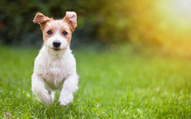 Alternative food for clearance puppy