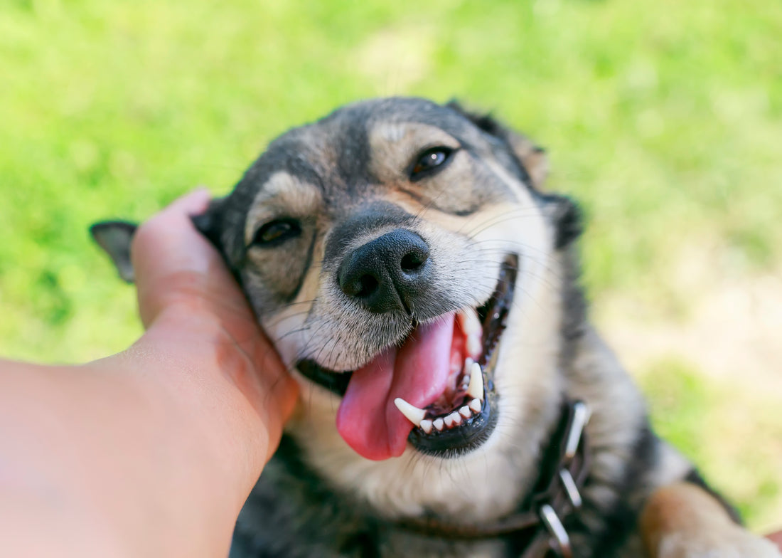 Can insect protein improve your dogs dental health?
