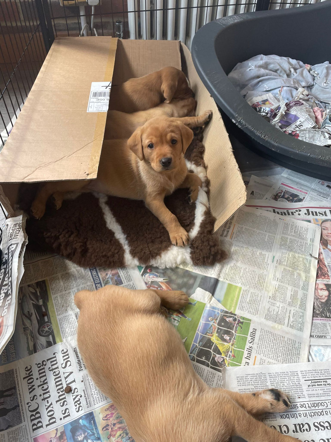 Puppies are doing really well