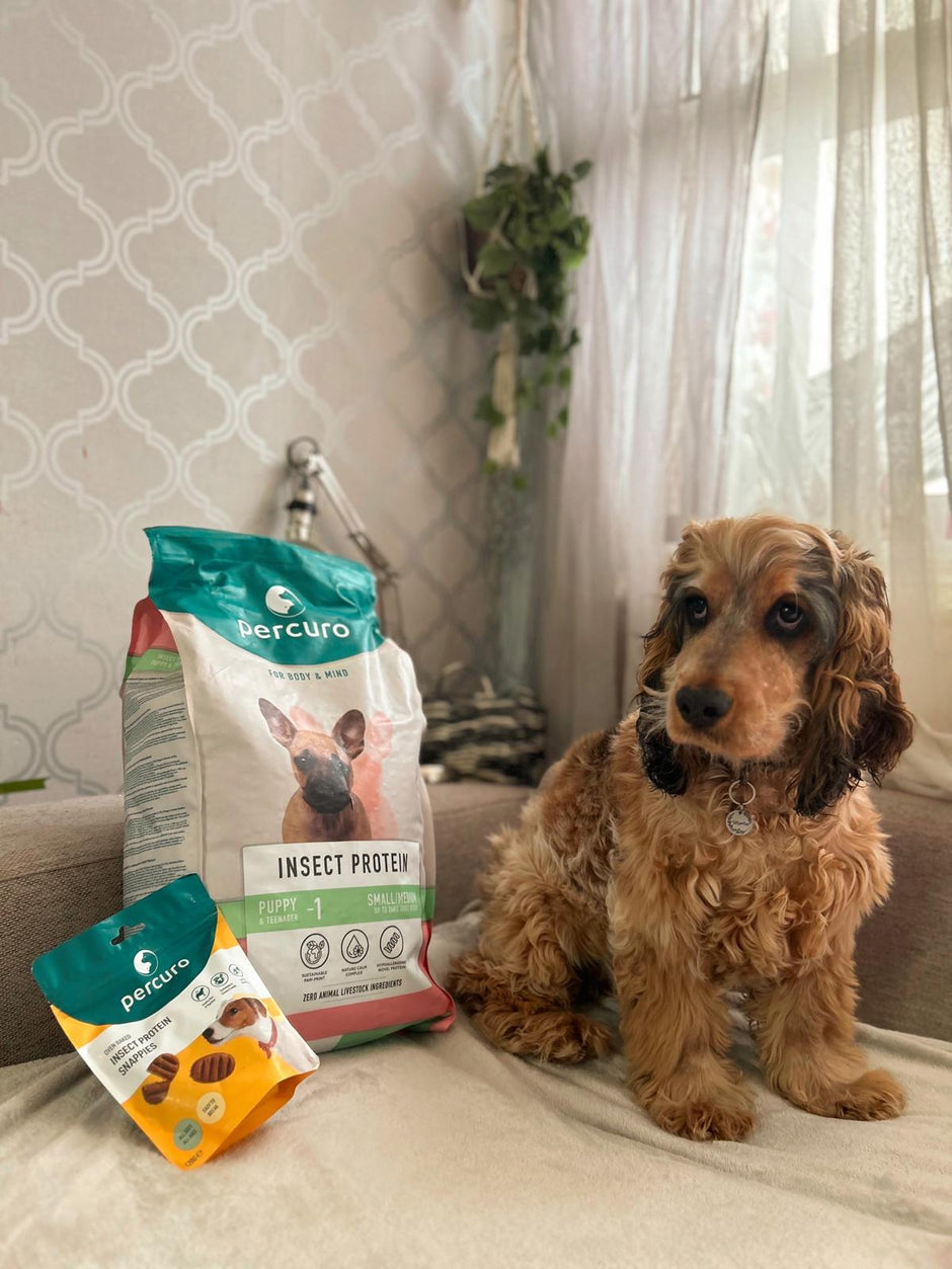 Insect Based & Bug Protein Dog Food